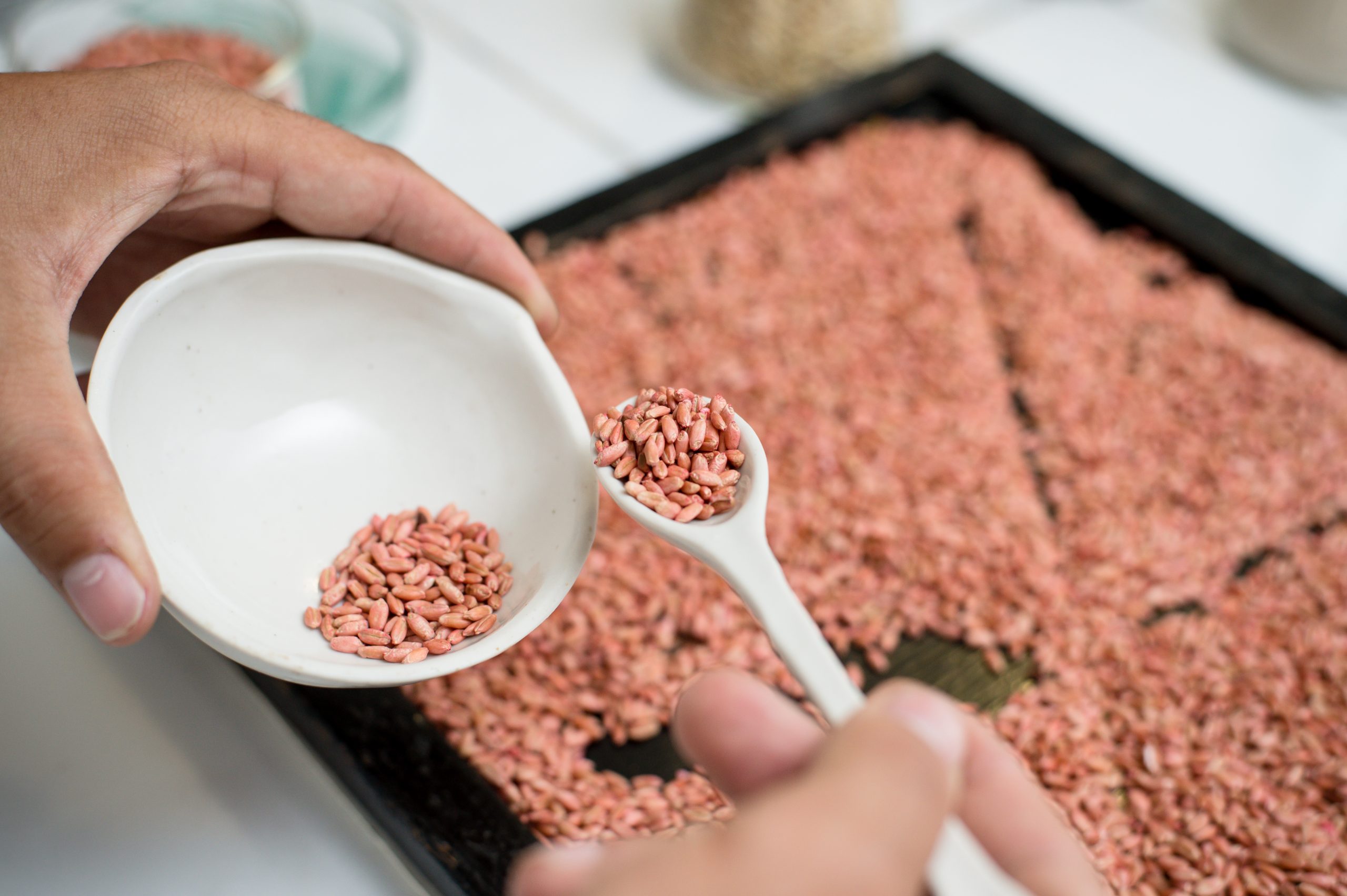 Russian scientists are developing a sensor to detect toxins in grain